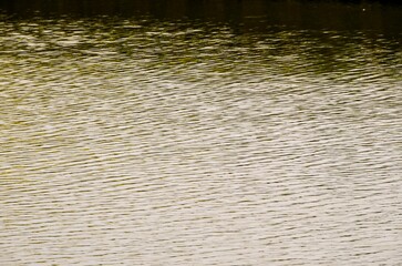 Green Water Texture , digital , photo, image