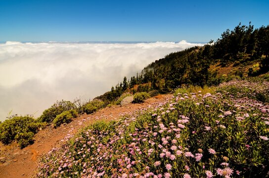 Beautiful landscape of highlands with pine cone tree forest on the hillside and fluffy clouds