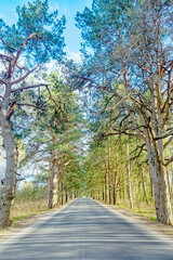 The highway is surrounded by century-old pine trees. Road alley