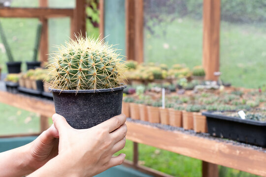 Hand of female gardener hold pot of cactus with other plant in garden background