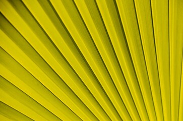 Texture of Green Palm Leaf Pattern Background