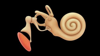 Cochlea with ear Ossicles isolated in black background 3d illustration