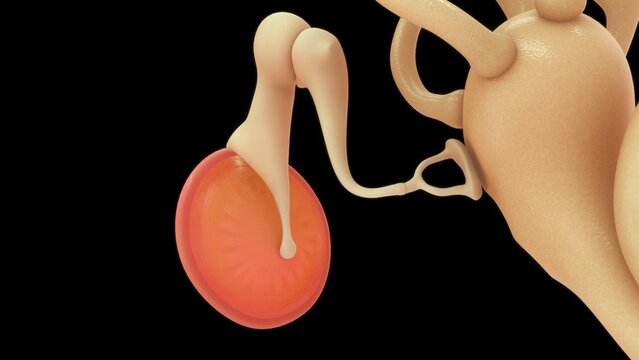 Cochlea with ear Ossicles isolated in black background 3d illustration 