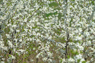 Blackthorn (Prunus spinosa) thornbush. Plot of forest-steppe, blooming wild fruit trees. Type of...