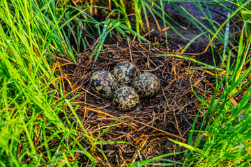 Black-winged stilt nest