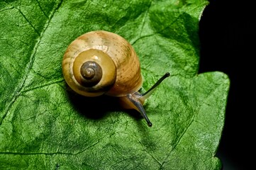 Closeup of a small snail on a green leaf