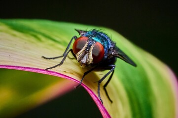 Closeup of an iridescent fly on a green leaf