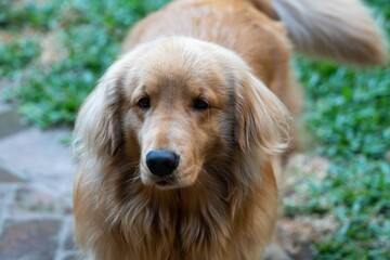 Cute and fluffy golden retriever dog looking at the camera outdoors