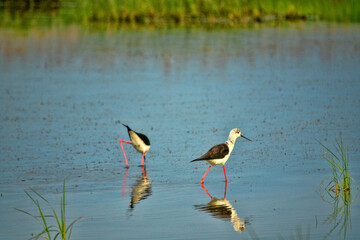 Salty marches with black-winged stilt. Northern Black Sea region