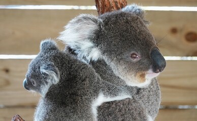 Koala bear in Australia, very cute animal