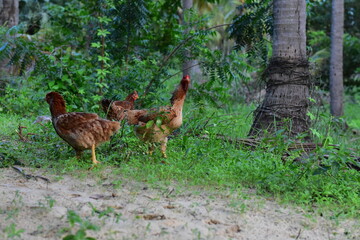 as galinhas são criadas no sertão soltas nos quintais. elas colocam seus ovos muitas vezes ali mesmo nos matos, animais muito dóceis. aves domésticas