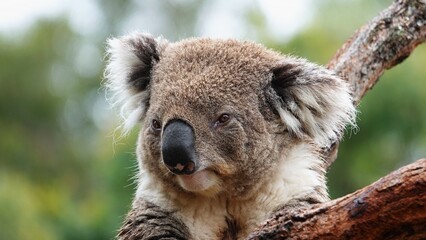 Koala bear in Australia, very cute animal © pettys