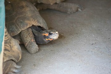 Red-footed tortoise with orange marks in the zoo