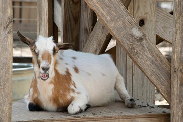 Funny white goat with brown spots laying and chewing food in the Austin zoo