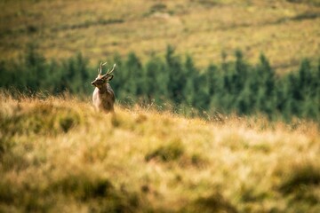 Deer in Wicklow mountains. Ireland