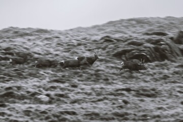 Obraz premium Pack of deer running between the hills