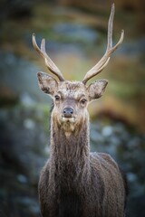 Vertical portrait of a deer in a forest