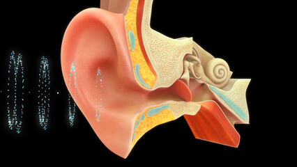Sound waves in human ear 3d illustration - obrazy, fototapety, plakaty