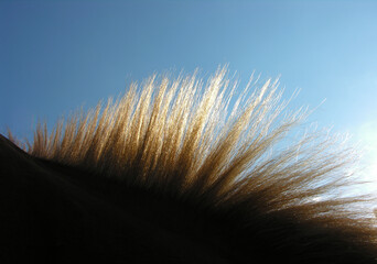 brown horse hair closeup against clear sky background, backlit