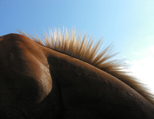 brown horse hair closeup against clear sky background, backlit