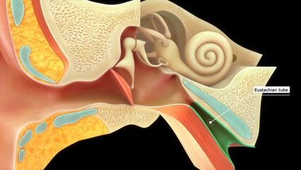 Anatomy of human ear (Eustachian tube) 3d illustrator - obrazy, fototapety, plakaty