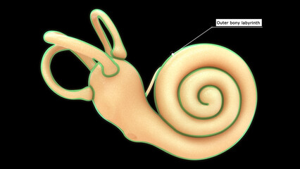 Anatomy of human ear (Outer bony labyrinth) 3d illustration - obrazy, fototapety, plakaty