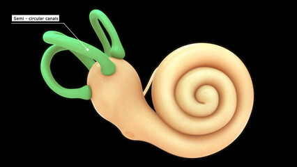 Anatomy of human ear (Semi-circular canals) 3d illustration
