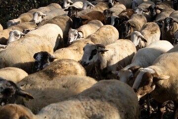 Herd of sheep walking across a field