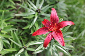 Red tiger lily in the garden in summer