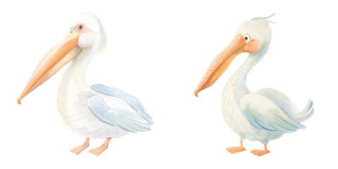 cute pelican watercolour vector illustration 