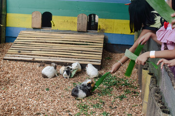 guinea pig feeding