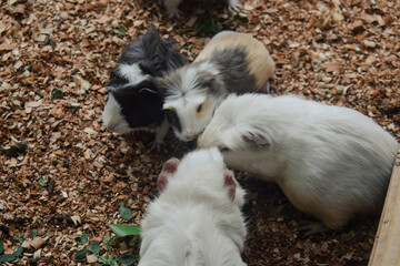 a group of guinea pig