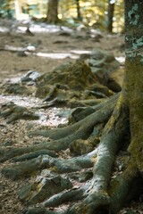 Closeup shot of roots of an old tree in a forest on a sunny day on an isolated background