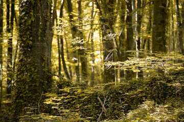 Closeup shot of a trunk covered in green leaves in a dense rainforest