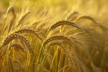 Fototapeta premium Golden Barley wheat background. Cereal farm. Generate Ai