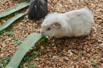 guinea pig on the ground eating leaves