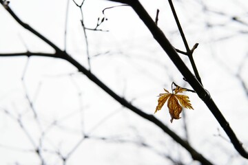 Shallow focus shot of a dry autumnal leaf about to fall from a tree branch with blur background