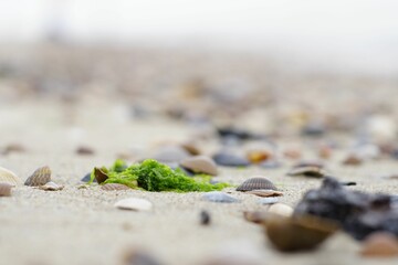 Shallow focus shot of a green sea weed and seashells on a sandy beach with blur background