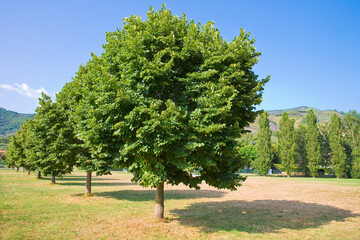 Green trees in a public park and cultivated green mowed lawn