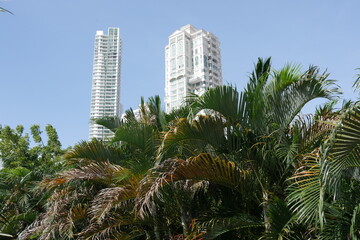 Fototapeta na wymiar Palmen vor Hochhäusern in Panama-Stadt