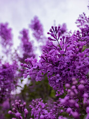 Obraz premium close up of lilac flowers