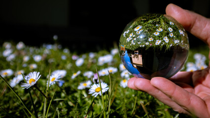 Male hand holding a crystal ball with the upside down reflection of a chamomile field in it