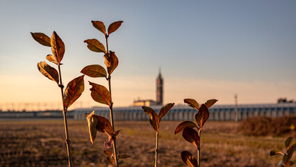 Panoramic shot of young tree branches with leaves on background of church tower during golden sunset