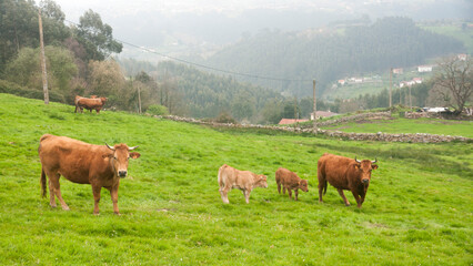 Fototapeta na wymiar Vaca marrón en una pradera de hierba en monte de Asturias