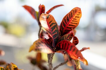 Closeup shot of fire croton on the blurred background © Wirestock