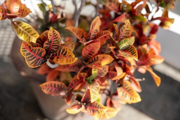 Closeup shot of fire croton on the blurred background © Wirestock