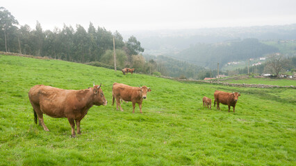 Vaca marrón en una pradera de hierba en monte de Asturias