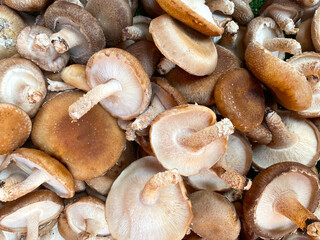 Background of many shitake mushrooms. Brown shitake in full frame. Fresh chestnut mushrooms at the market. Store background. Healthy food. Images of vegetable products.