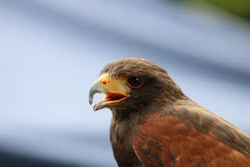 Portrait of a harris's hawk under the sunlight with a blurry background