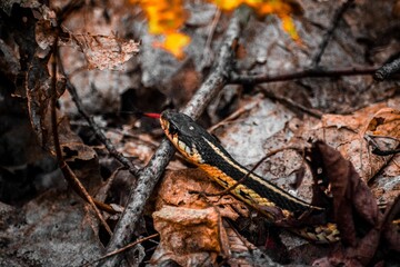 Closeup of a Butler's garter snake, Thamnophis butleri creeping on fallen leaves and rocks
